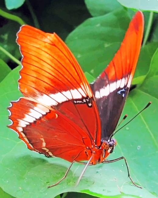 

Limenitis Camilla Butterfly – Paint By Numbers - 40*50CM, 501 Original