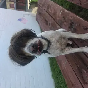 Customer pet wig dress-up style 4