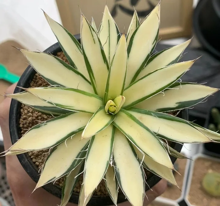 plant Aeonium Echeveria Haworthia  Caudex  Lithops Cactus  Agave 