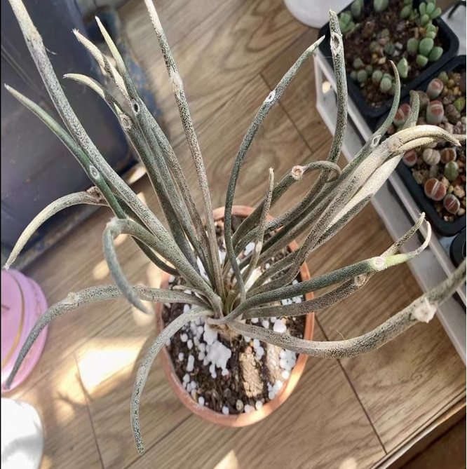 plant Aeonium Echeveria Haworthia  Caudex  Lithops Cactus  Agave 