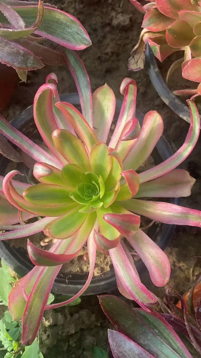 plant Aeonium Echeveria Haworthia  Caudex  Lithops Cactus  Agave 