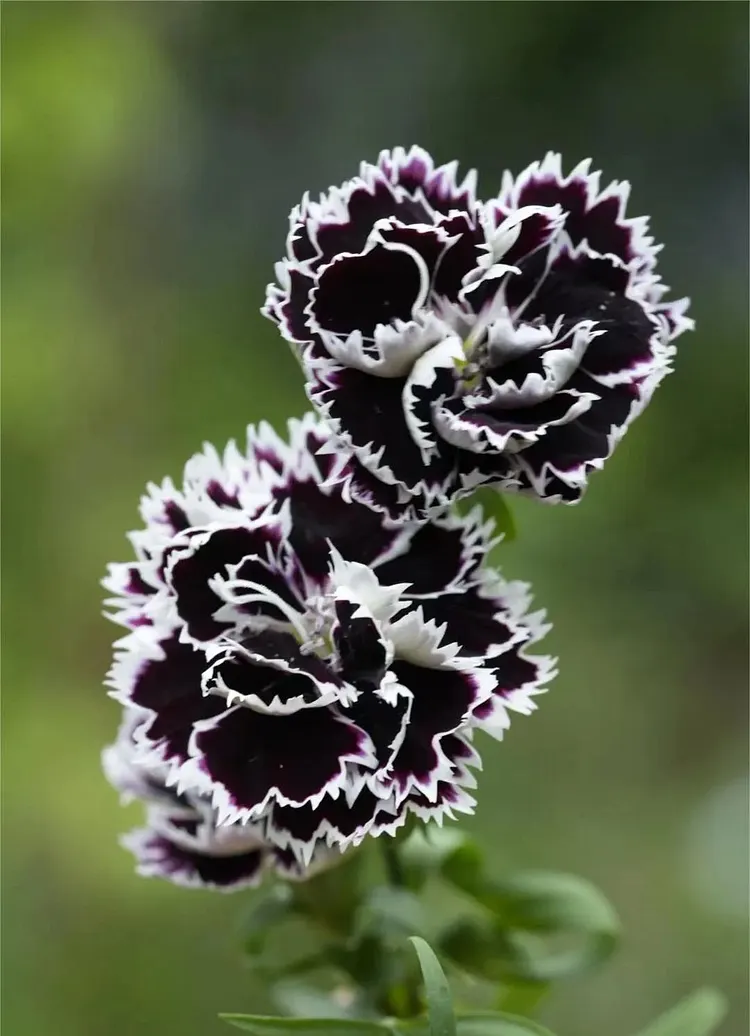 Double Dianthus Heddewigii