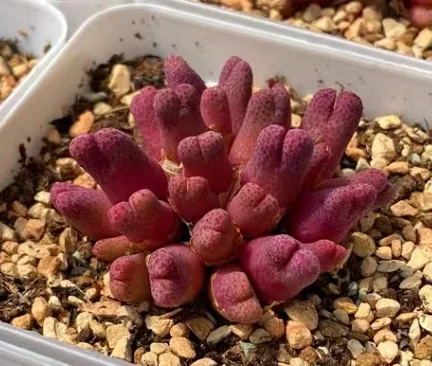 plant Aeonium Echeveria Haworthia  Caudex  Lithops Cactus  Agave 