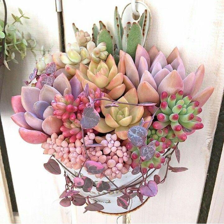 Succulent Plant Seeds Jonyparkseed®