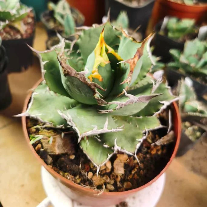 fk35.Agave titanota Orange fire 10-15cm/Agave plants / Succulent plants / Garden landscape / Carefully select healthy plants