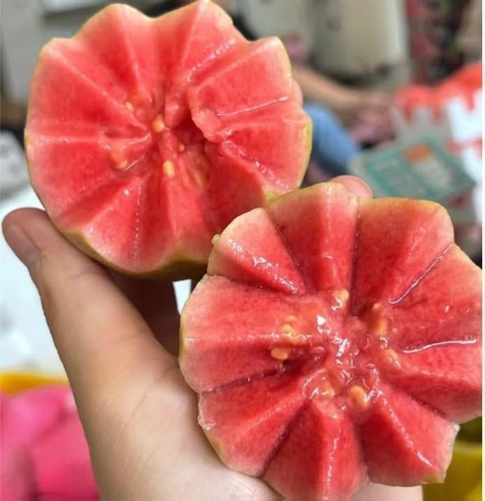 Pink Guava Seeds for Planting- Suitable for Pots,Greenhouses, and Outdoor Gardens