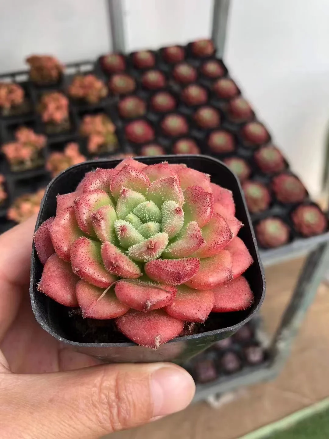 plant Aeonium Echeveria Haworthia  Caudex  Lithops Cactus  Agave 