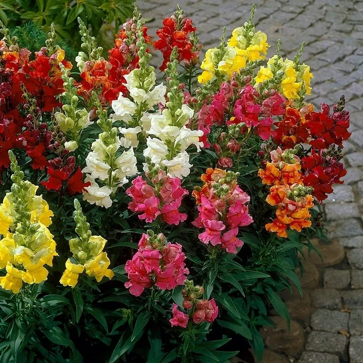 Garden Snapdragon Seeds- Mix Colors