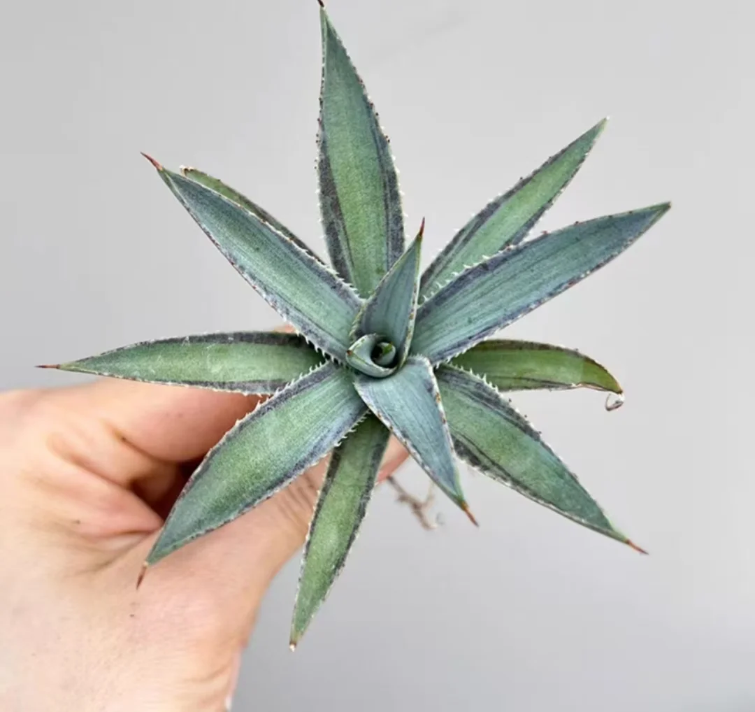 plant Aeonium Echeveria Haworthia  Caudex  Lithops Cactus  Agave 