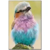 Color bird | Full Round Diamond Painting Kits