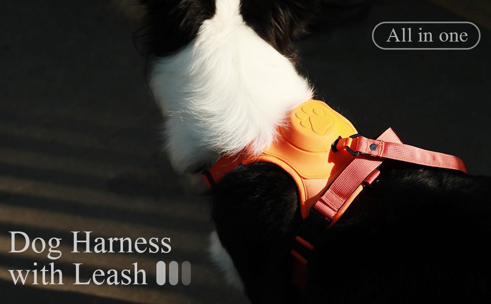 dog harness and leash