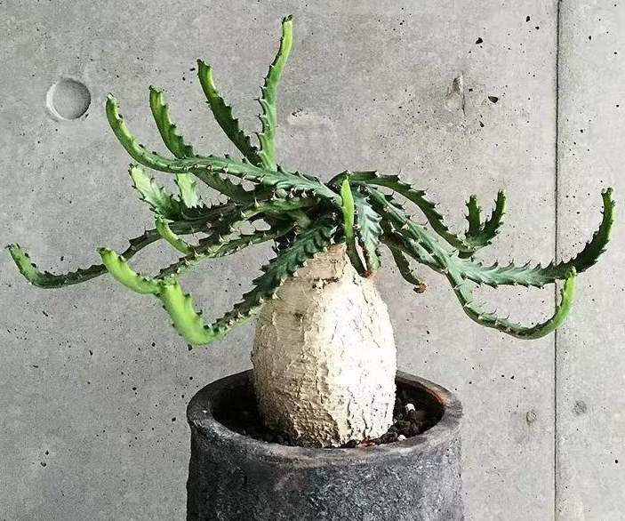 923.Euphorbia stellata 1-2cm/Caudex/ Succulent plants / Garden landscape / Carefully select healthy plants