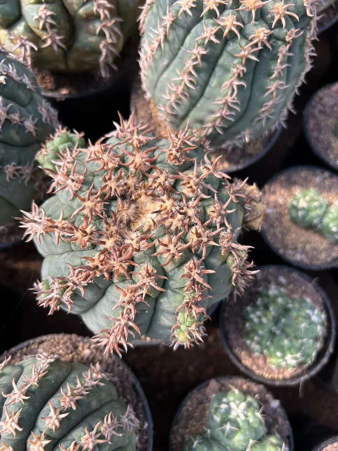 plant Aeonium Echeveria Haworthia  Caudex  Lithops Cactus  Agave 