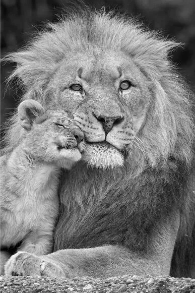 Minimalist Black and White Lion Animal Personality Mural Poster Home Interior Room Bedroom Wall Decoration Canvas Art (no Frame) 530