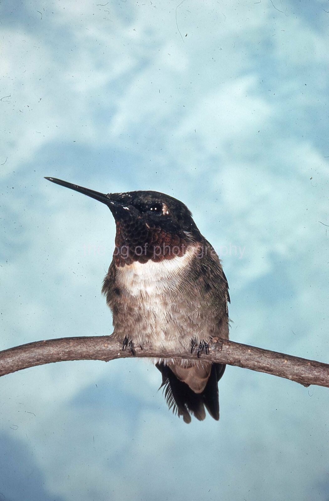 RUBY THROATED HUMMINGBIRD 35mm FOUND SLIDE Vintage COLOR Photo Poster painting 15 T 22 O