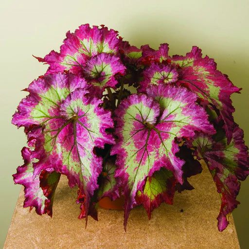 Pink Green Coleus Flower Seeds Jonyparkseed®
