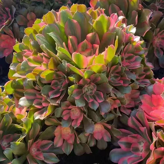 plant Aeonium Echeveria Haworthia  Caudex  Lithops Cactus  Agave 