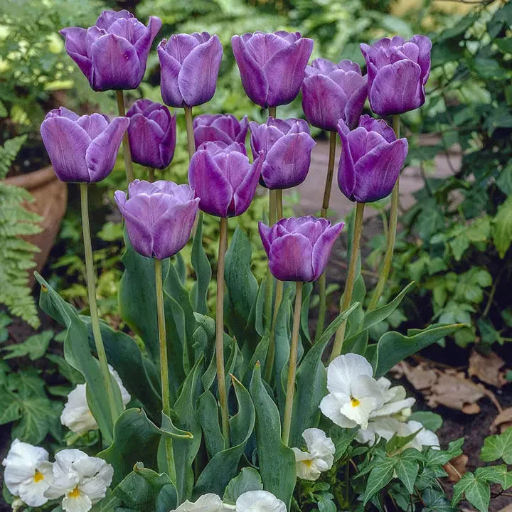 Bonsai Rare Color Tulip Seeds #13