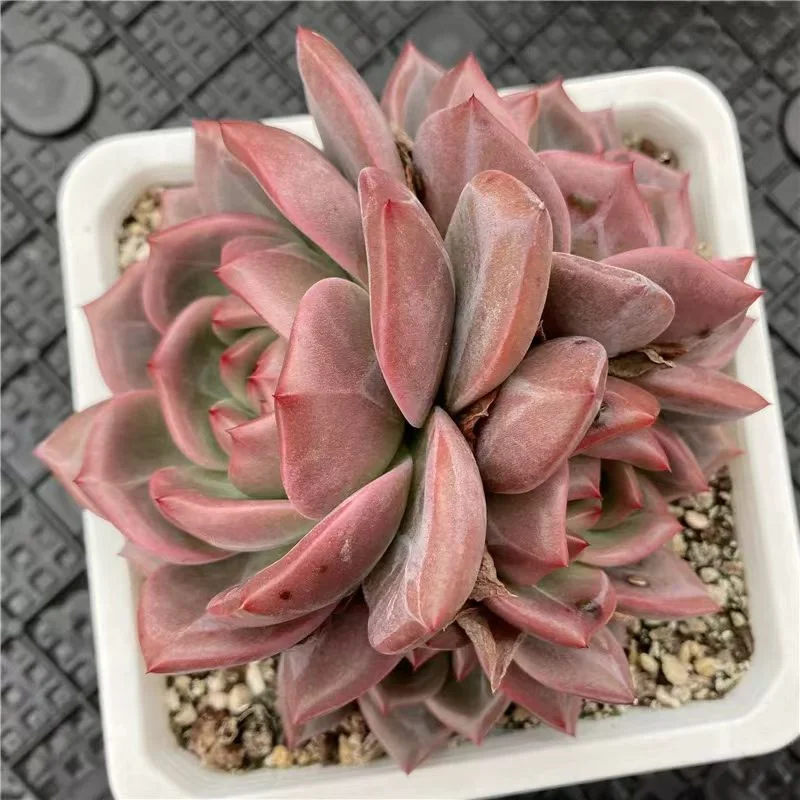 plant Aeonium Echeveria Haworthia  Caudex  Lithops Cactus  Agave 