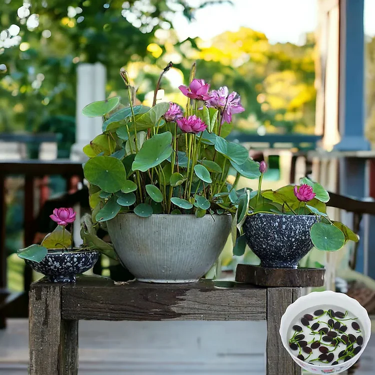 The Sacred Bonsai Lotus Flower