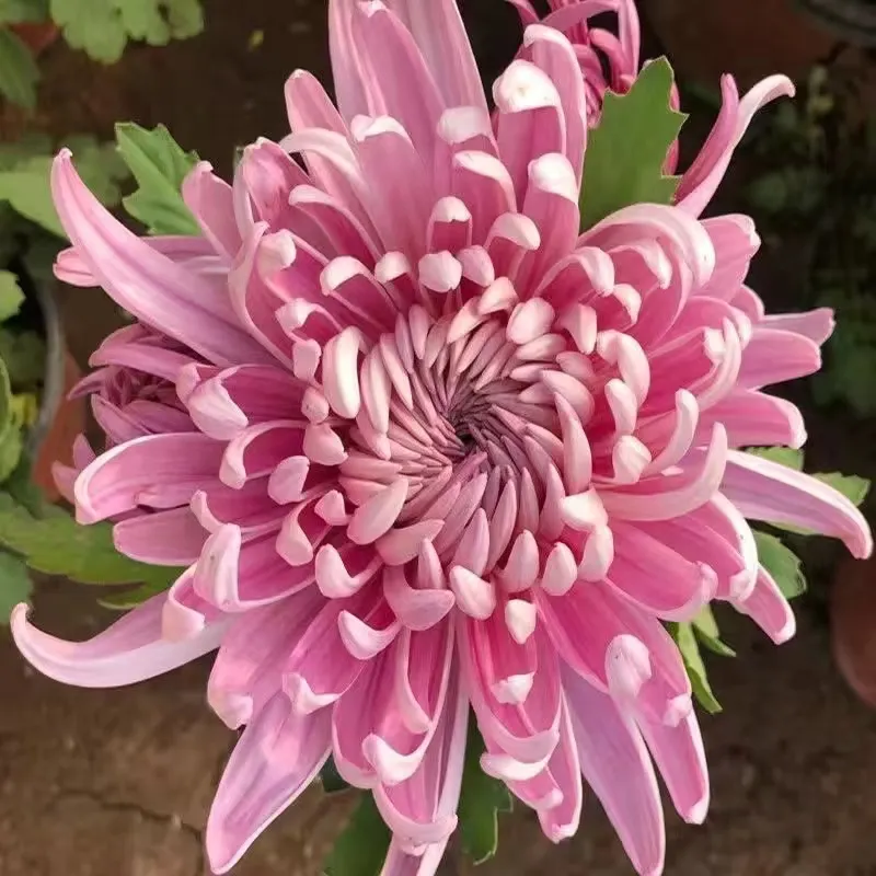 Mixed Spider Mums Flower Seeds-Over 20 Colors