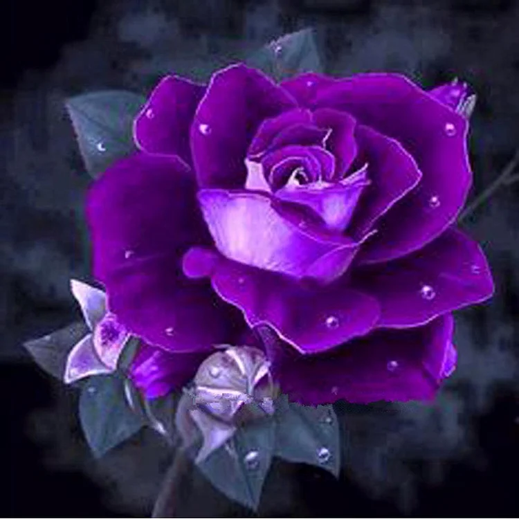 Rose Flowers - Partial Round Drill Diamond Painting - 30x30cm(Canvas)