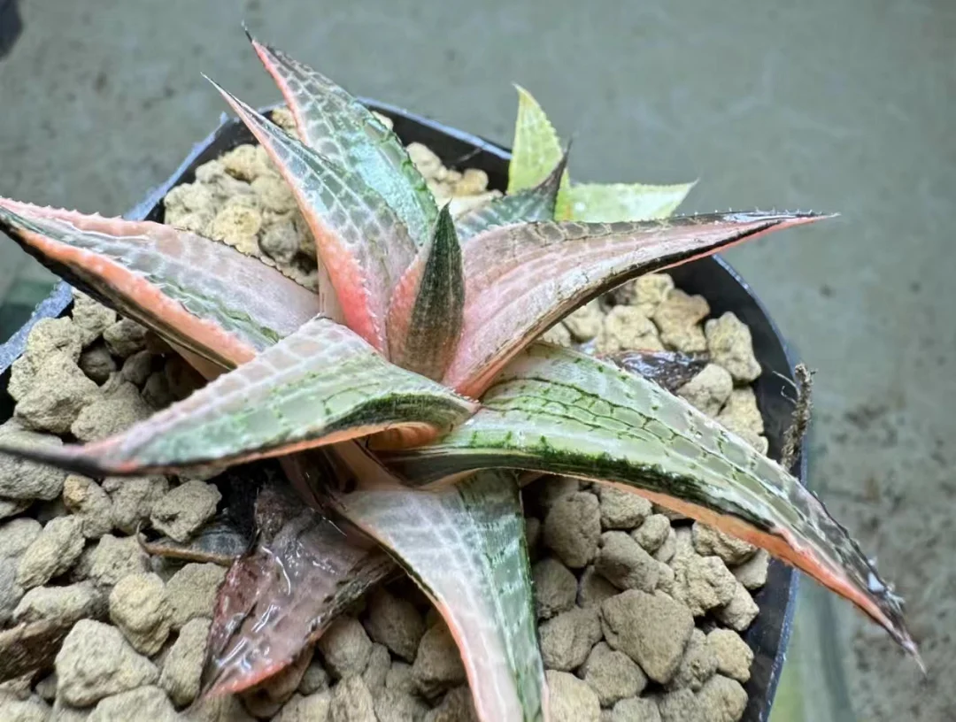 plant Aeonium Echeveria Haworthia  Caudex  Lithops Cactus  Agave 