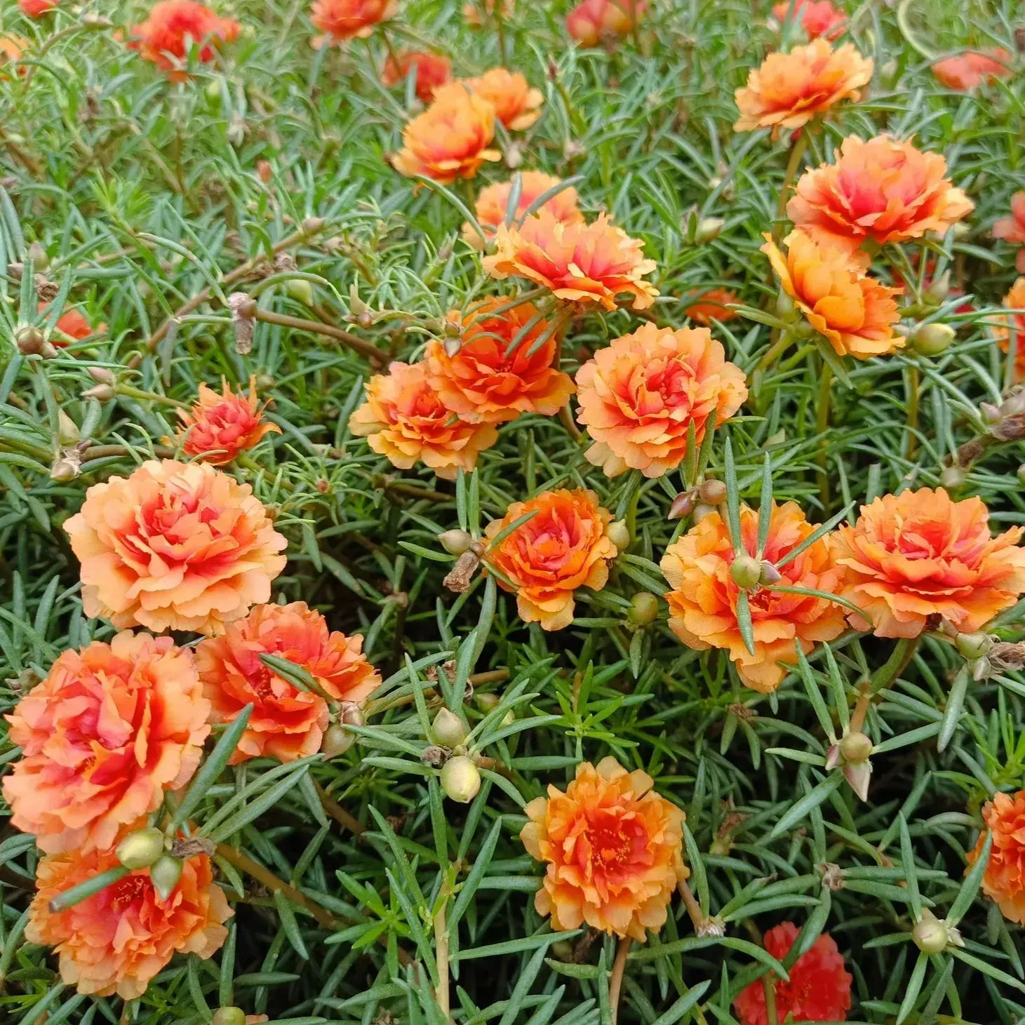 🌼Muti-color Moss Rose-Double Petal Sunflower