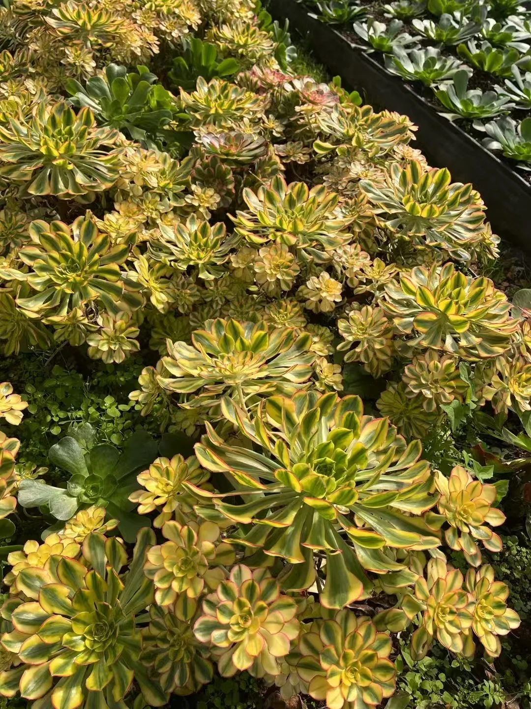 plant Aeonium Echeveria Haworthia  Caudex  Lithops Cactus  Agave 