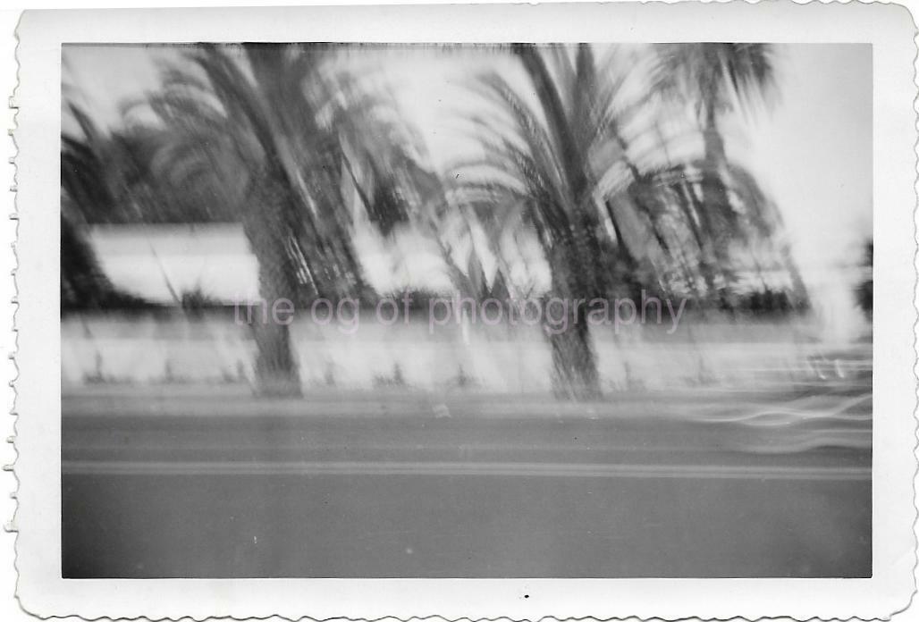 BLURRY PALMS Vintage FOUND Photo Poster painting Trees bwOriginal Snapshot 99 13