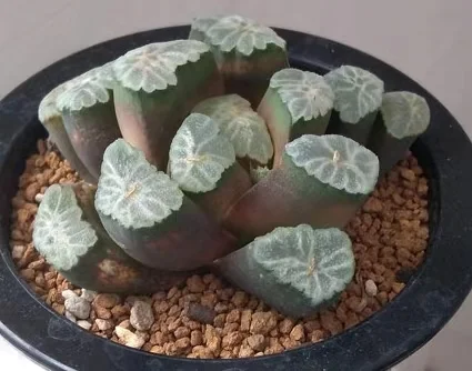 cy13.Haworthia maughanii 'oosirogiku 4-5cm/ Haworthia/ Succulent plants / Garden landscape / Carefully select healthy plants