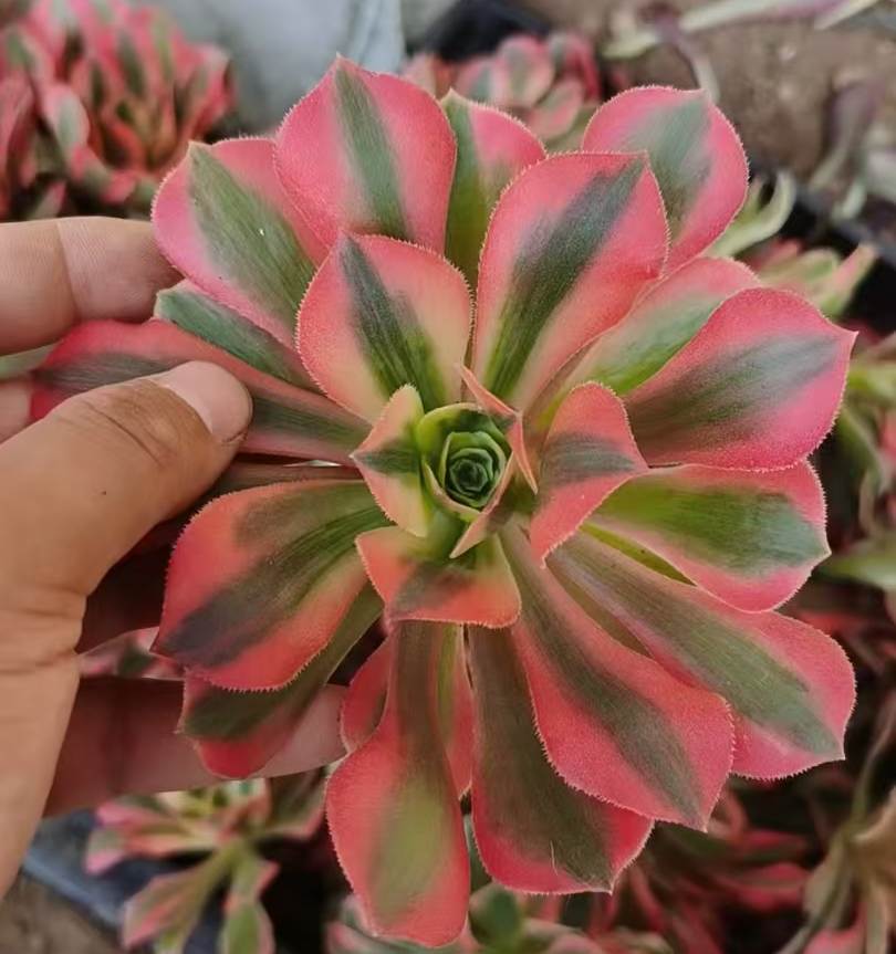 1104. Pink witch var,Scarlet witch single head and cutting /Aeonium single head and cutting/Aeonium plants / Succulent plants / Garden landscape / Carefully select healthy plants