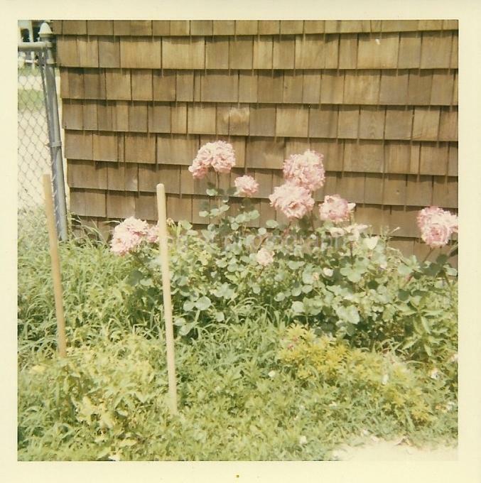 Yard Flowers FOUND Photo Poster painting ColorOriginal Snapshot VINTAGE 911 12 X