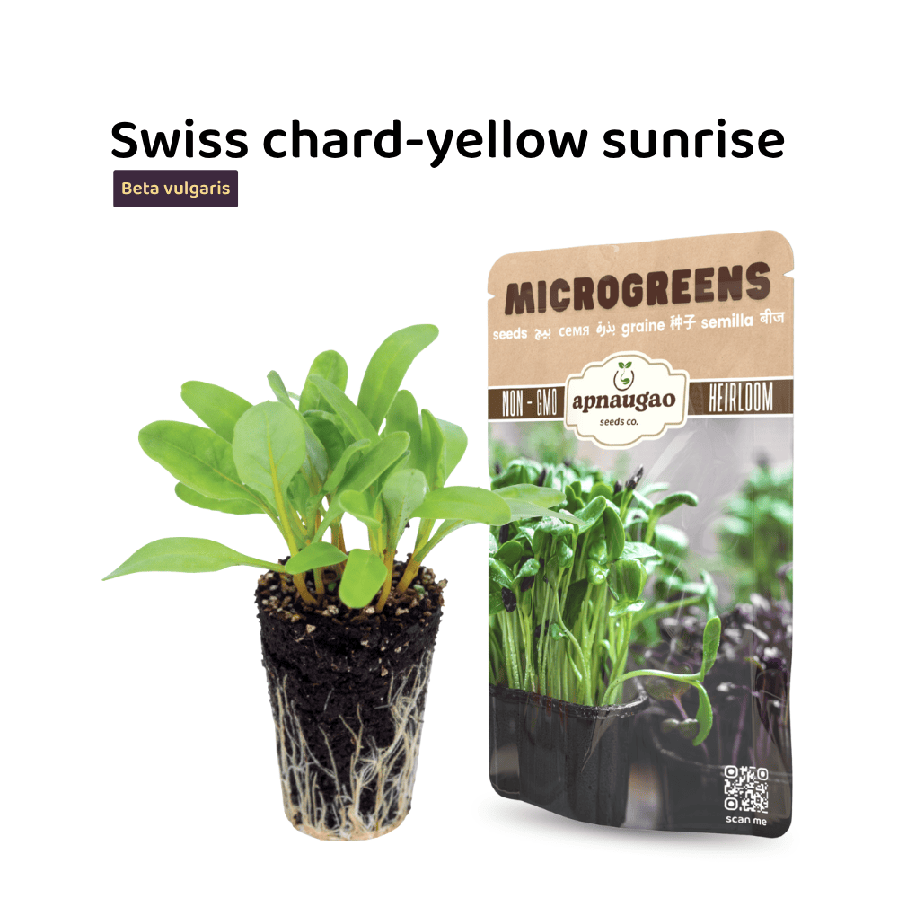 Swiss Chard Yellow Sunrise Microgreens Seeds &ndash; Bright, Sweet & Nutritious