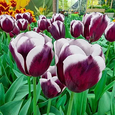Tulip Triumph Jackpot
