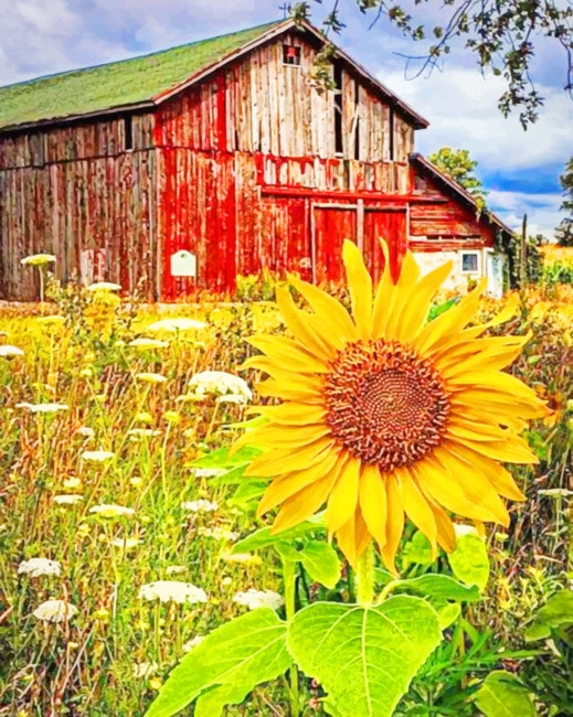 

Old Barn And Sunflowers – Paint By Numbers - 40*50CM, 501 Original
