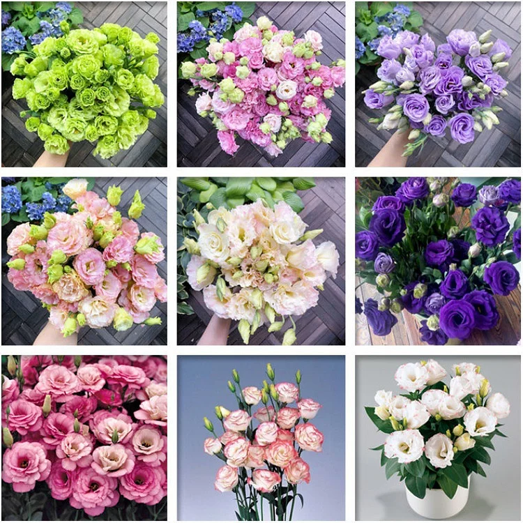 [Kwitnie nawet podczas mroźnej zimy] Nasiona lisianthus najwyższej jakości [Najniższe ceny w sieci] Limitowany czas na zakupy, 80% zniżki!!! Niespodzianka czeka na Ciebie!