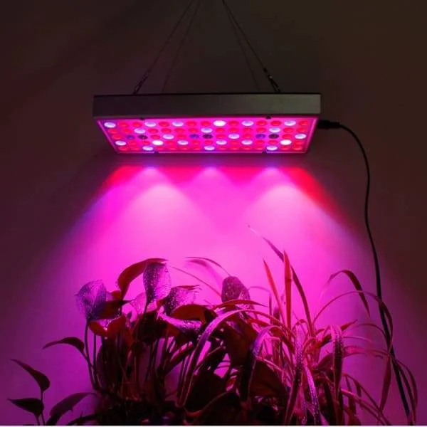 LED Grow Lights for Indoor Plants Micro Greens And Seedlings