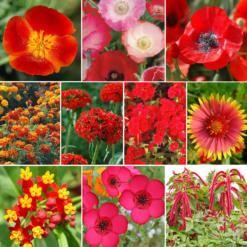 Red Head - Exclusive Red Wildflower Seed Mix Jonyparkseed®