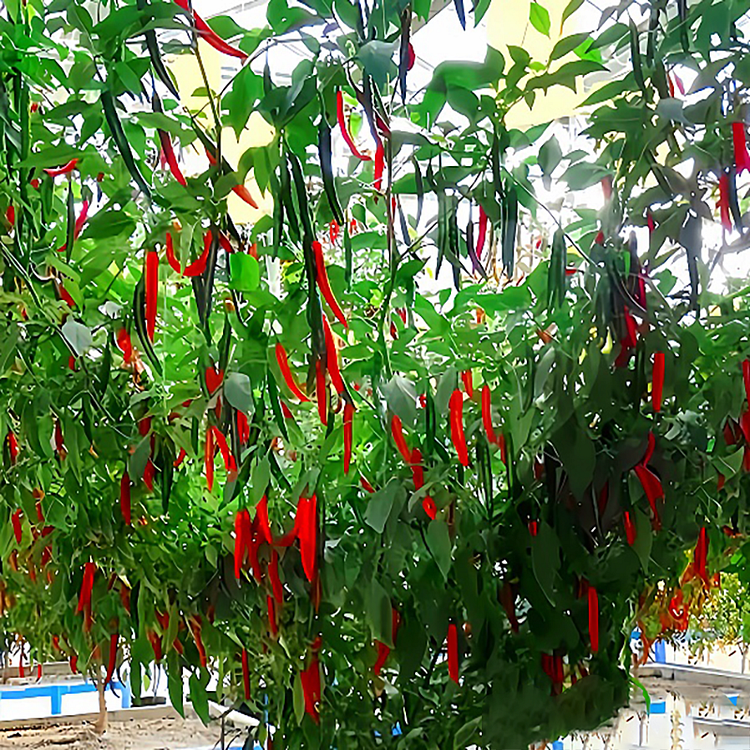 Pepper Tree Seeds Perennial High Yield