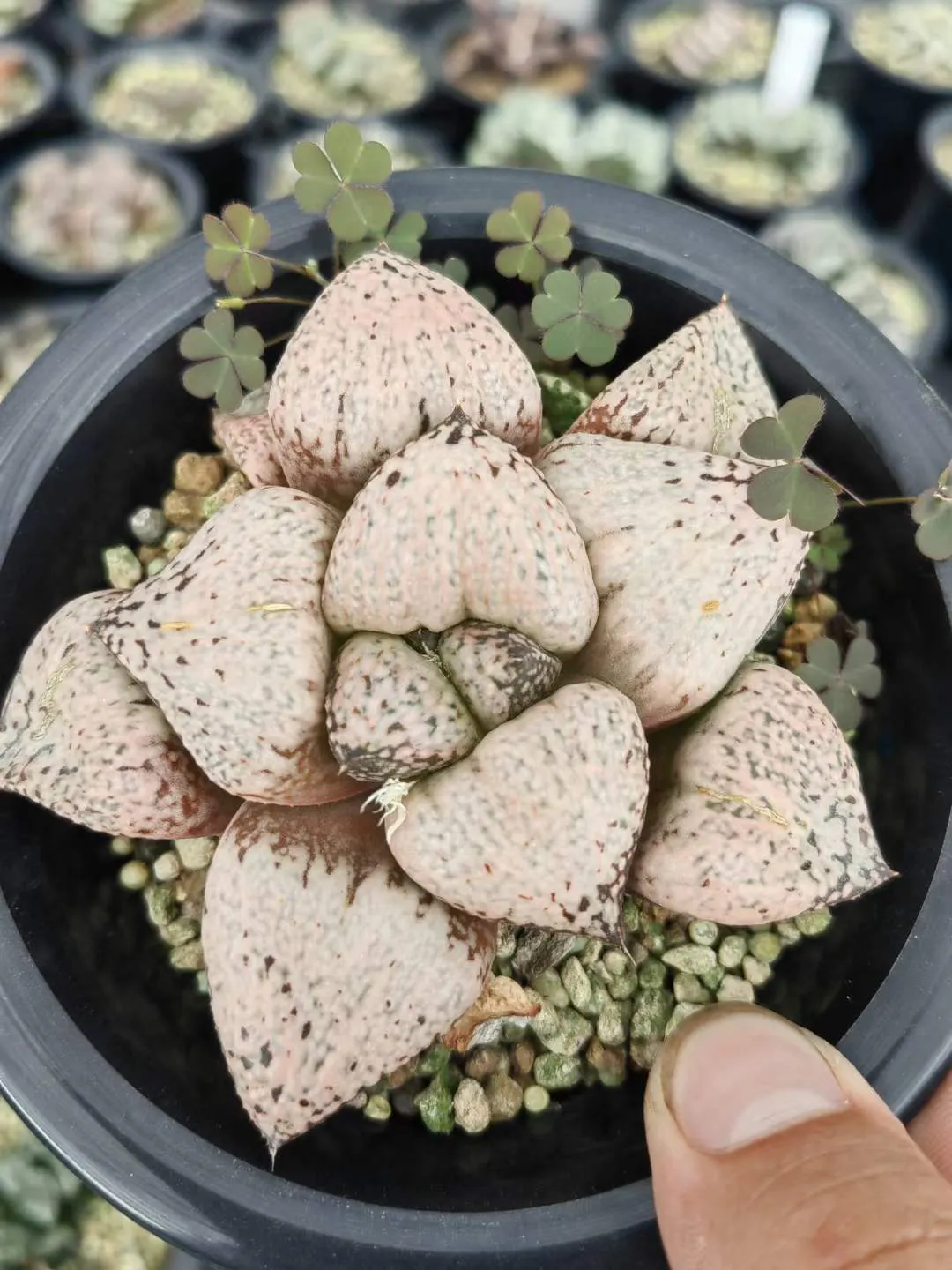 plant Aeonium Echeveria Haworthia  Caudex  Lithops Cactus  Agave 