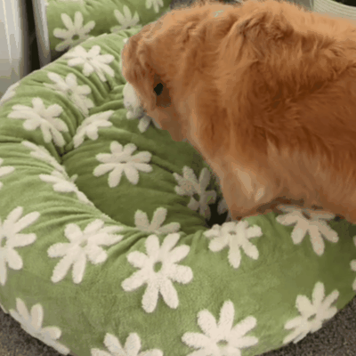Dog/Cat Bed, Cute Calming Bed for Dog/Cat, Small/Medium/Large Round Pet Bed for Indoor