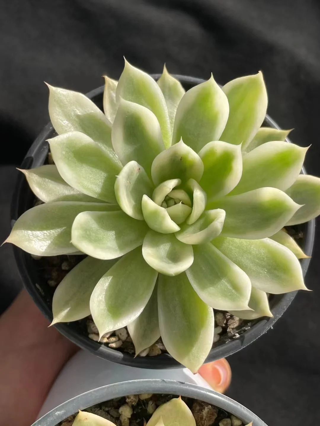 plant Aeonium Echeveria Haworthia  Caudex  Lithops Cactus  Agave 