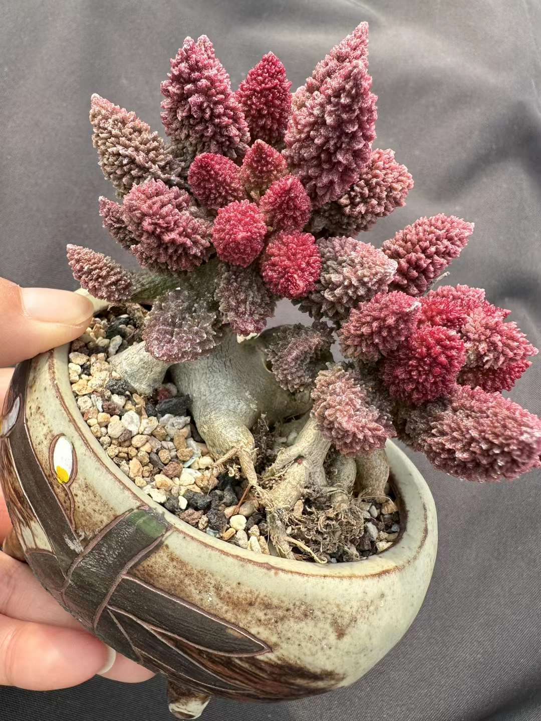 264. Adromischus marianae fa. herrei  /  Caudex / Succulent plants / Garden landscape / Carefully select healthy plants