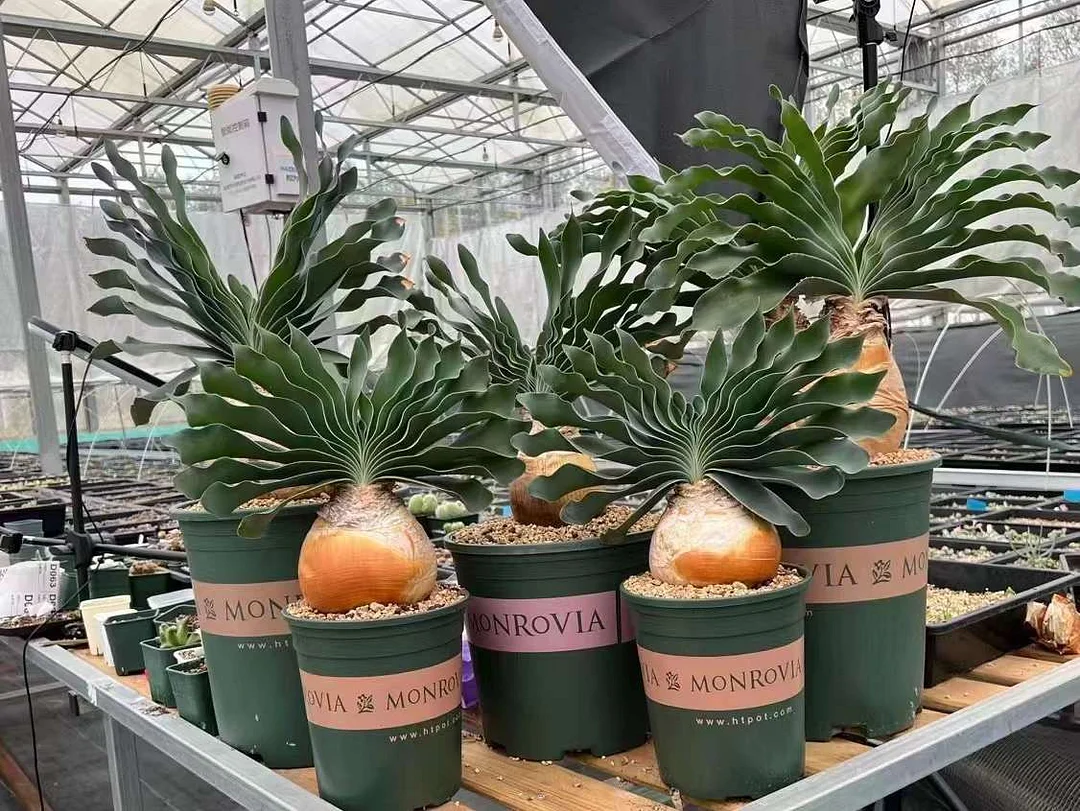 plant Aeonium Echeveria Haworthia  Caudex  Lithops Cactus  Agave 