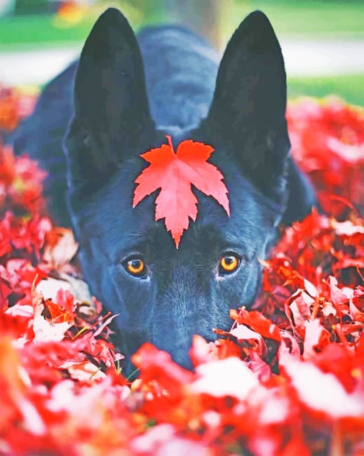 

Black German Shepherd Fall – Paint By Numbers - 40*50CM, 501 Original
