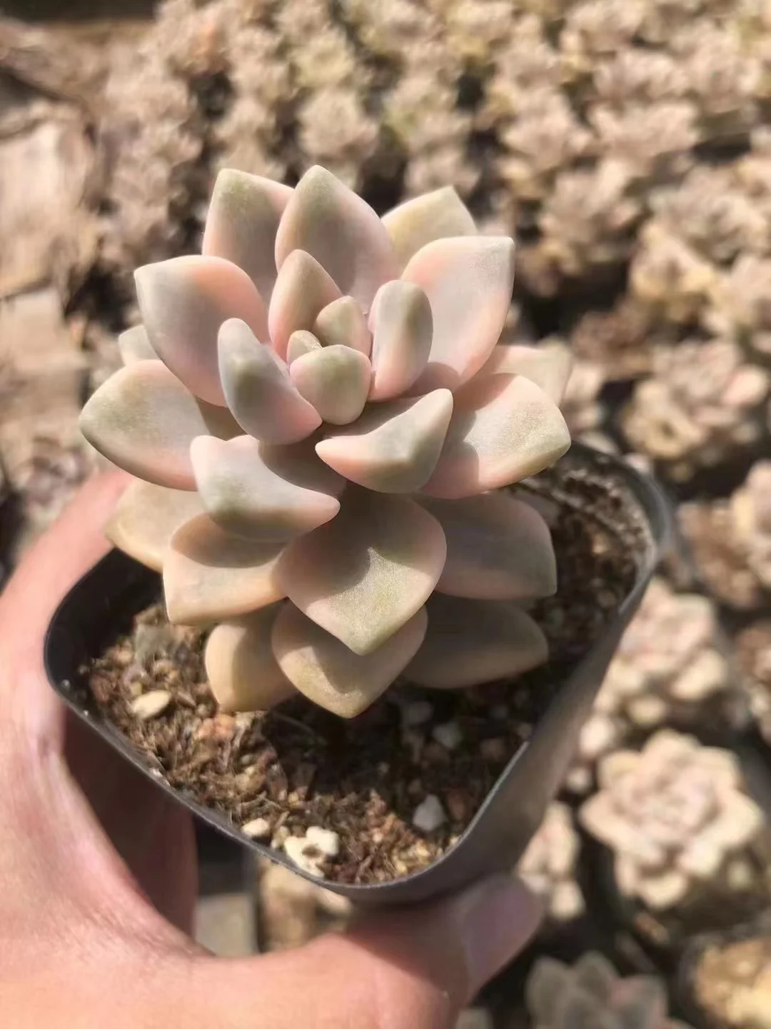  163. Pachyphytum 'Apricot Beauty'  single head 3-5cm / Echeveria / Succulent plants / Garden landscape / Carefully select healthy plants