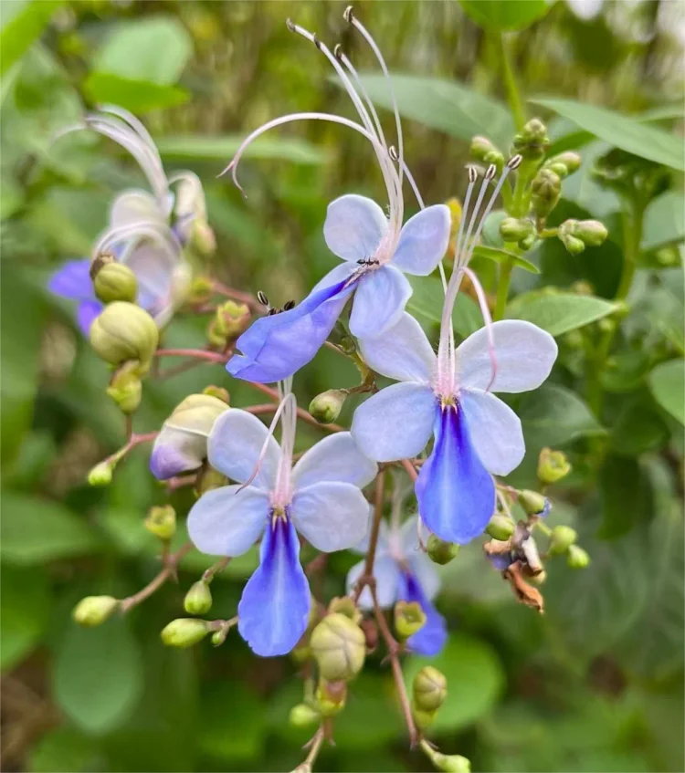 🦋Blue Butterfly Flower Seeds🌿Four seasons flower