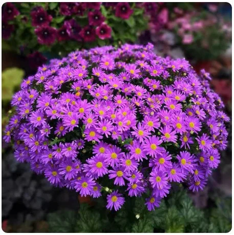 Ground-Cover Chrysanthemum Seeds