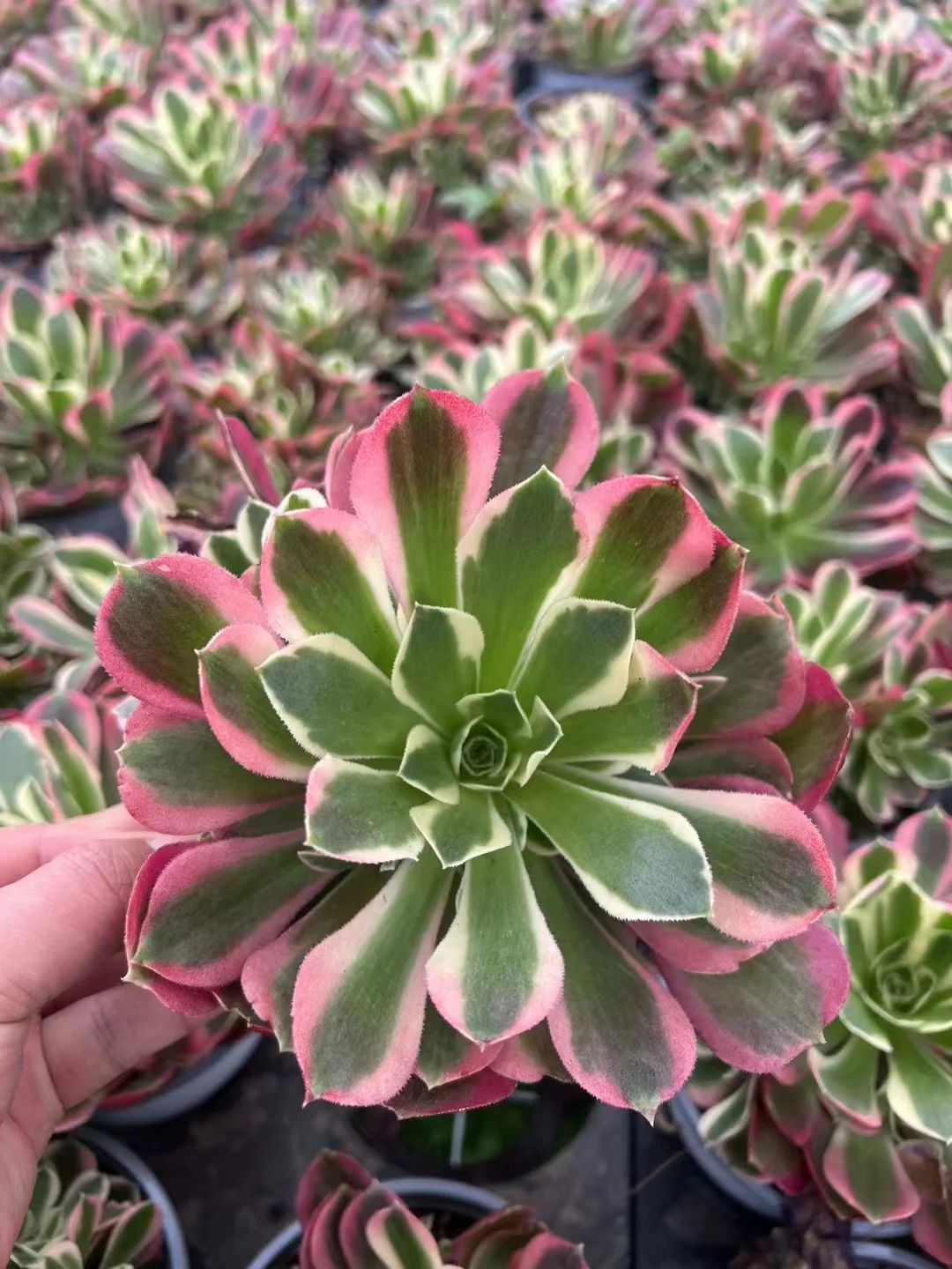 plant Aeonium Echeveria Haworthia  Caudex  Lithops Cactus  Agave 